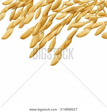 Rice3