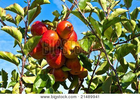 แอปเปิ้ลสุกที่ต้น