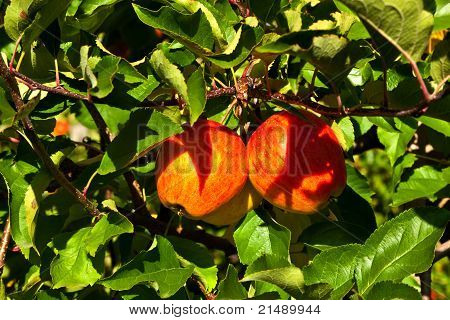 แอปเปิ้ลสุกที่ต้น