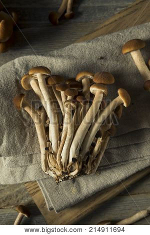 Raw Brown Pioppini Mushrooms