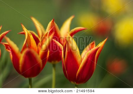 Tulips in flames