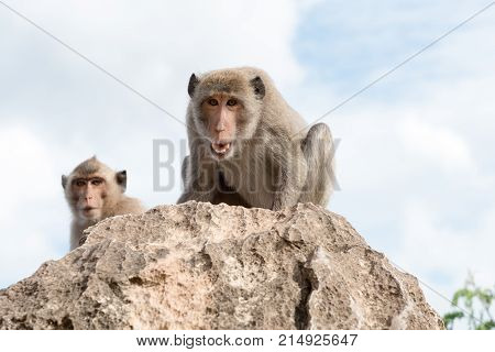 Long-tailed Macaque, Crab-eating Macaque