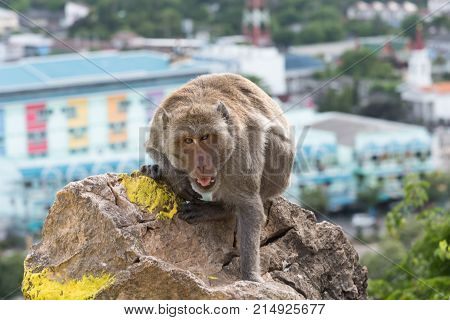 Long-tailed Macaque, Crab-eating Macaque