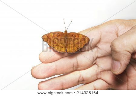 Female of siamese black prince butterfly resting on human man ( Rohana parisatis )