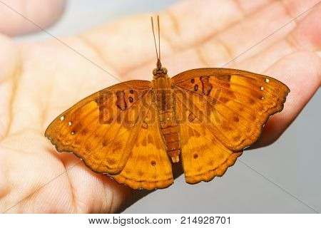 Female Of Siamese Black Prince Butterfly Resting On Human Man