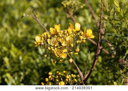 Flowers Of A Caesalpinia Siamea