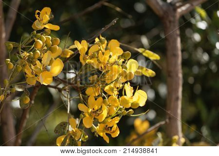 Flowers Of A Caesalpinia Siamea