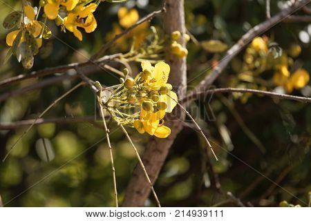 Flowers Of A Caesalpinia Siamea
