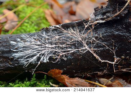 a rizomorph mycelial cord on dead wood