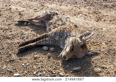 Dead Red fox, Vulpes vulpes, on a dirt road in the plain of the River Esla in Leon Province Spain
