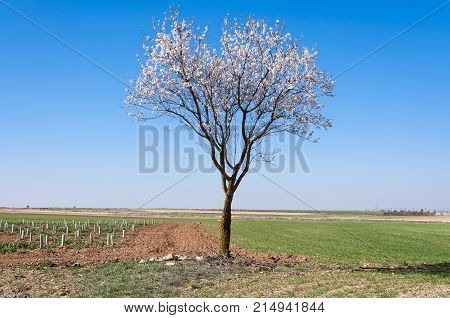 An almond tree in blossom in an agricultural landscape in Toledo Province Spain.