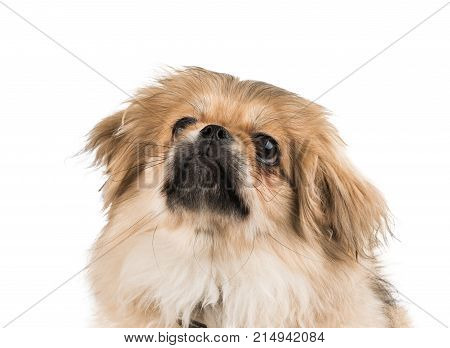 beautiful pekinese dog isolated on white background