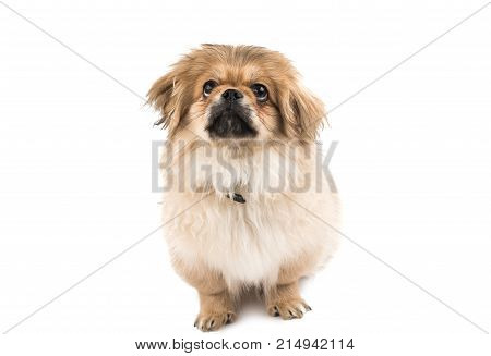 beautiful pekinese dog isolated on white background