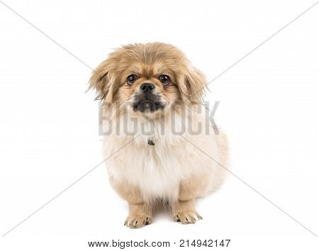 beautiful pekinese dog isolated on white background