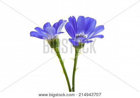 blue cineraria flowers isolated on white background