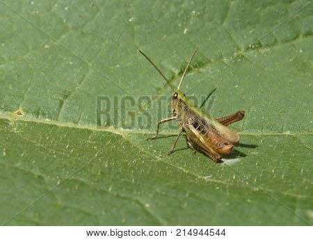 Close up closeup macro detail of green grasshopper on leaf.