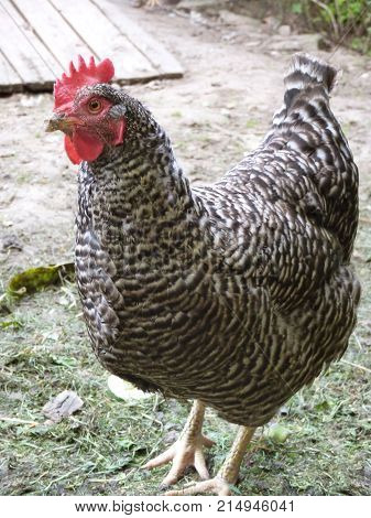 Speckled black and white hen chicken on small farm.