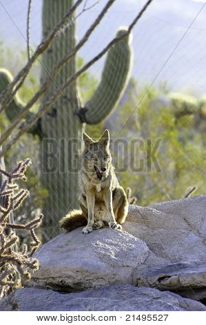Coyote sbadigliare