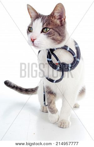Domestic cat on isolated white background. Cat with snake toy. Animal mammal pet. Beautiful grey white young kitten on isolated white studio photo background. Cat with beautiful eyes. Snake with cat.