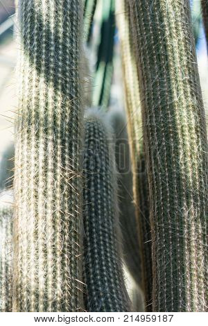 espostoa lanata cactus close up with white needle macro view