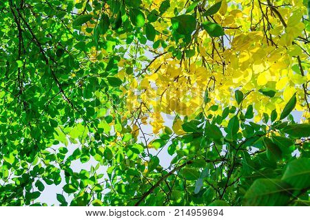 Autumn Leaves Hdr