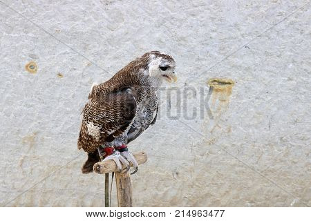 Eagle, Animal House, Tebing Breksi Indonesia | Indonesia Travel