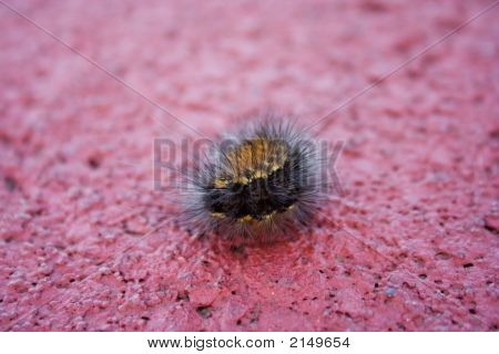 Fuzzy housenka stočený