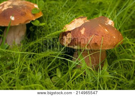 Boletus Edulis. Edible White Mushroom Boletus Edulis In Green Grass In Forest Close Up. Blurred Background.