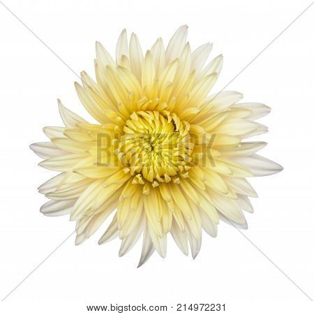 Beautiful white dahlia dahlia. Dahlia is a flower. Dahlias isolated on white background