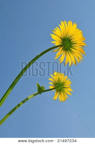 ใบของเสือดาวของแสง (doronicum Orientale)