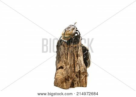 Small Hercules beetle Dynastes hercules on log isolated white, 
The insects were staffed on logs