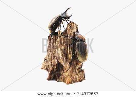 Small Hercules beetle Dynastes hercules on log isolated white, 
The insects were staffed on logs