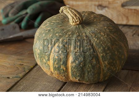 Fresh picked whole,pumpkin Courge Delica Moretti