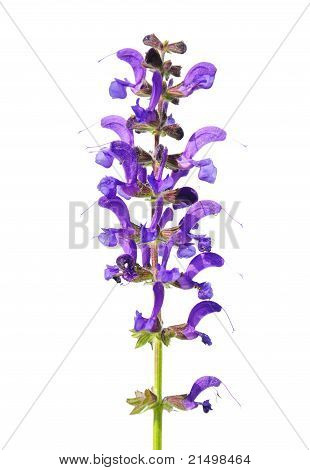 Šalvěj luční (salvia Pratensis)