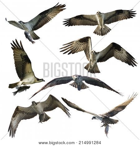 Osprey eagles isolated on white background