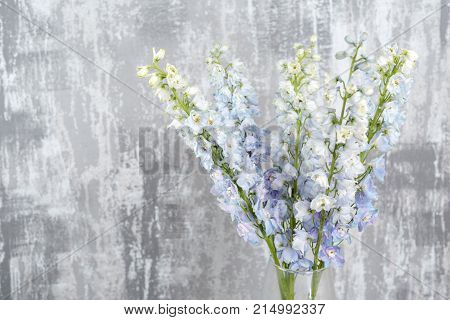Blue delphinium flower with green leaves on light gray background. copy spae