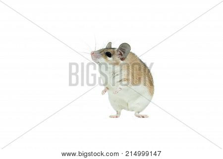 light yellow spiny mouse with white belly isolated stands on its hind legs
