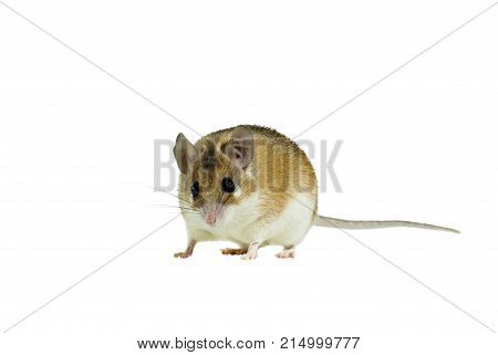 light yellow spiny mouse with white belly on a white background looks into frame
