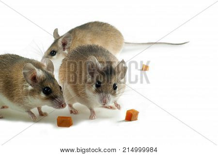 three light yellow spiny mouses with white bellys on a white background with pieces of fruit or vegetables
