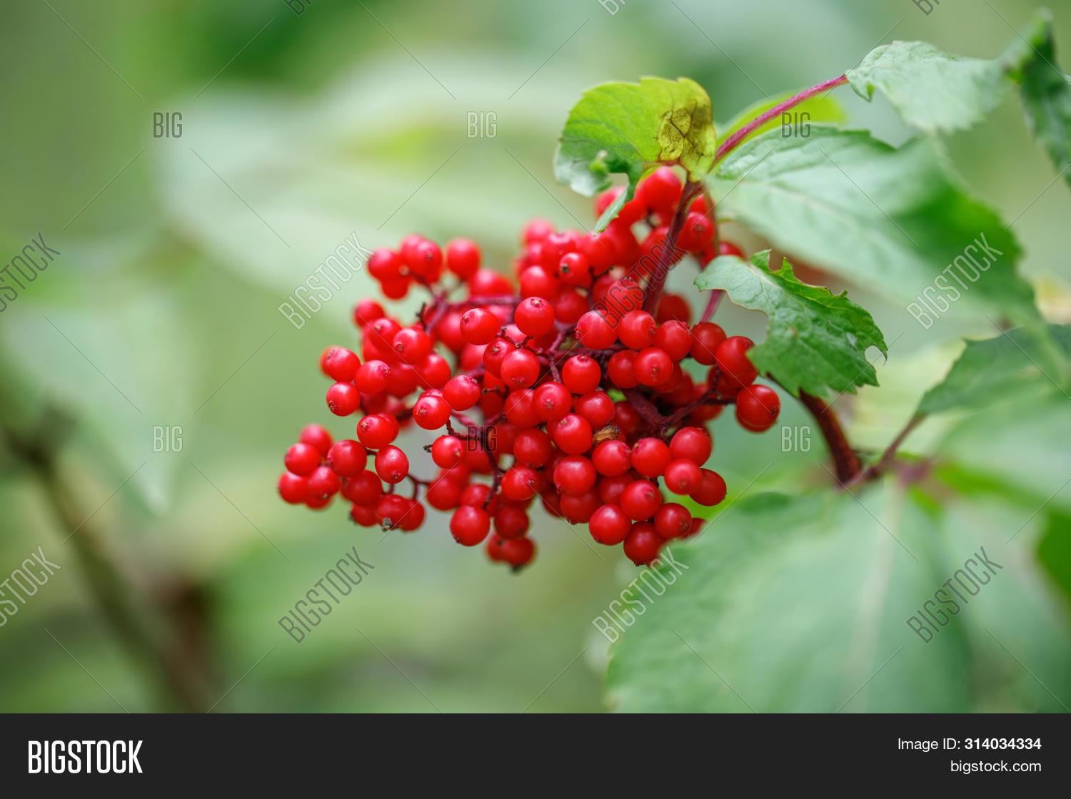 Red Elderberry On Image Photo Free Trial Bigstock Red Elderberry On Image Photo Free Trial Bigstock