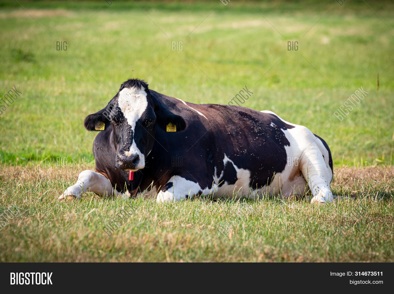 Disease Causing Horn Image & Photo (Free Trial) Bigstock