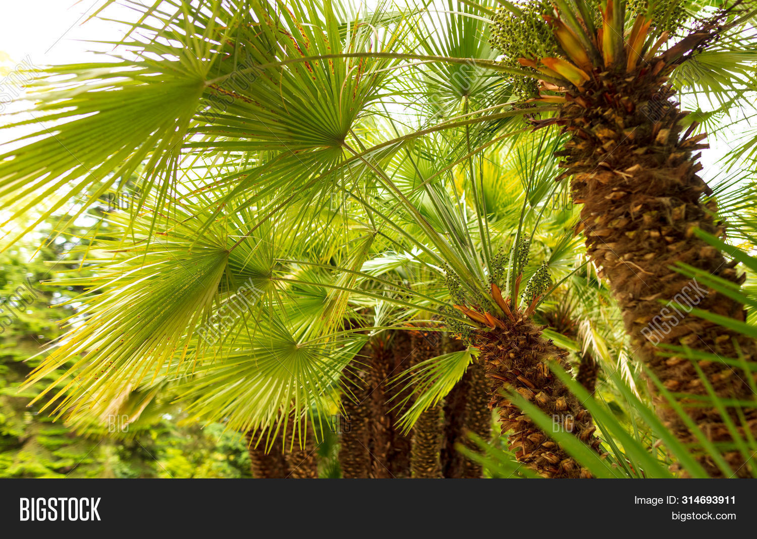 Branches Palm Trees Image & Photo (Free Trial) Bigstock