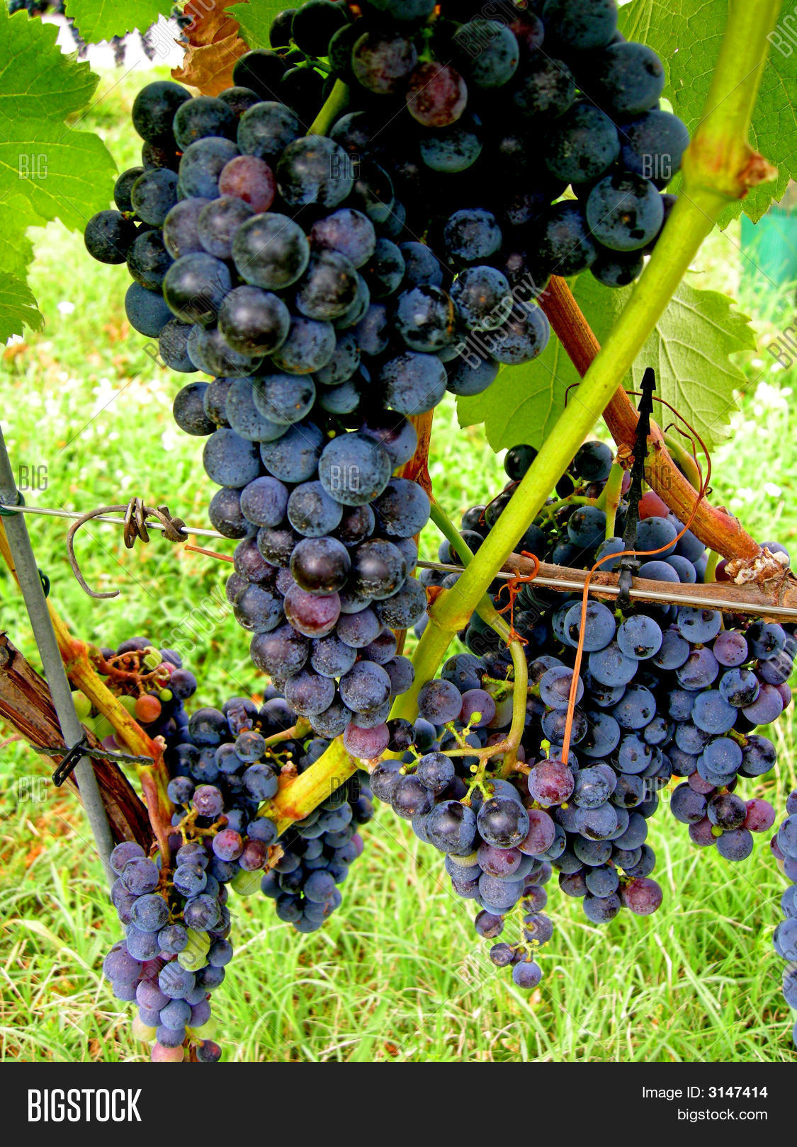 Merlot Grapes Vineyard Image & Photo (Free Trial) Bigstock