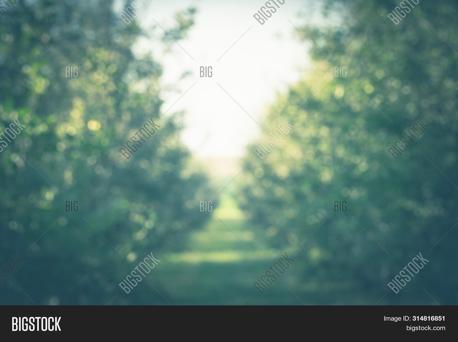 Blurred Trees Image & Photo (Free Trial) | Bigstock