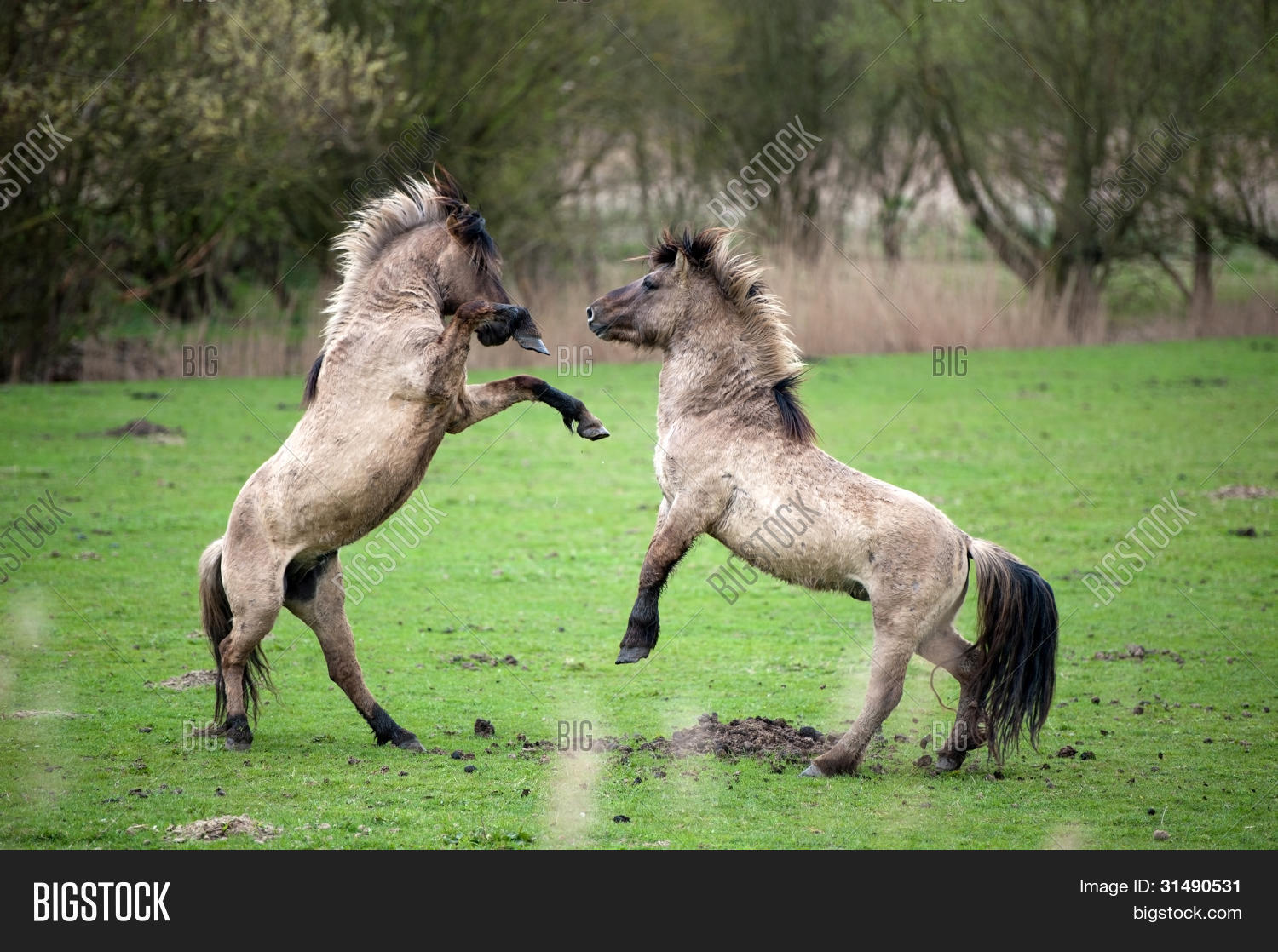 Wild Horses Spring Image & Photo (Free Trial) Bigstock