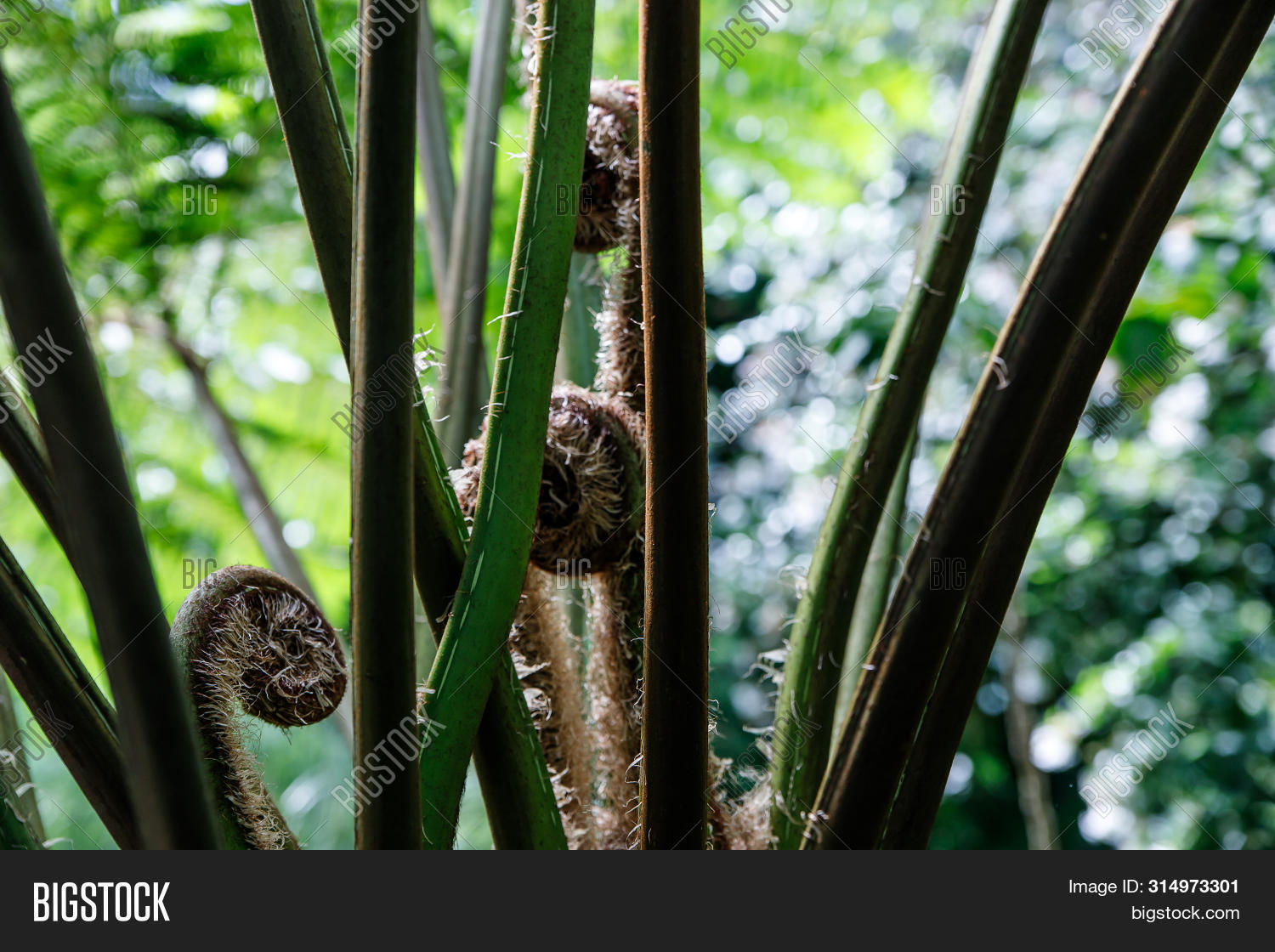 Green Fern Petals. Image & Photo (Free Trial) Bigstock