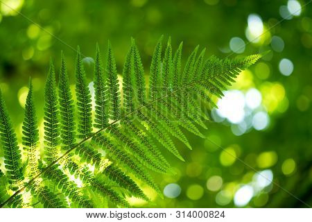 Green Pattern Ferns (polypodiophyta) Fern Used Against Parasites And Perhaps Also On The Warts.