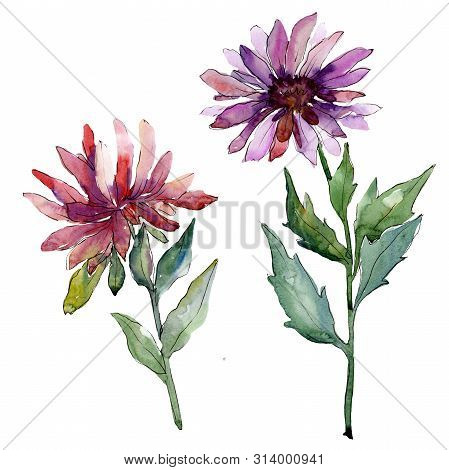 Aster Floral Botanical Flowers. Watercolor Background Illustration Set. Isolated Asters Illustration