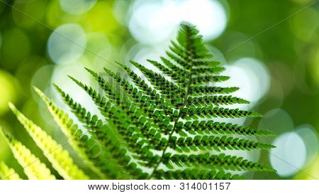 Green Pattern Ferns (polypodiophyta) Fern Used Against Parasites And Perhaps Also On The Warts.