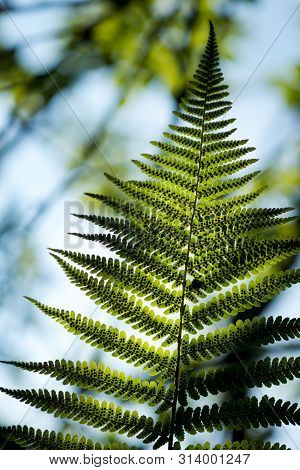 Green Pattern Ferns (polypodiophyta) Fern Used Against Parasites And Perhaps Also On The Warts.